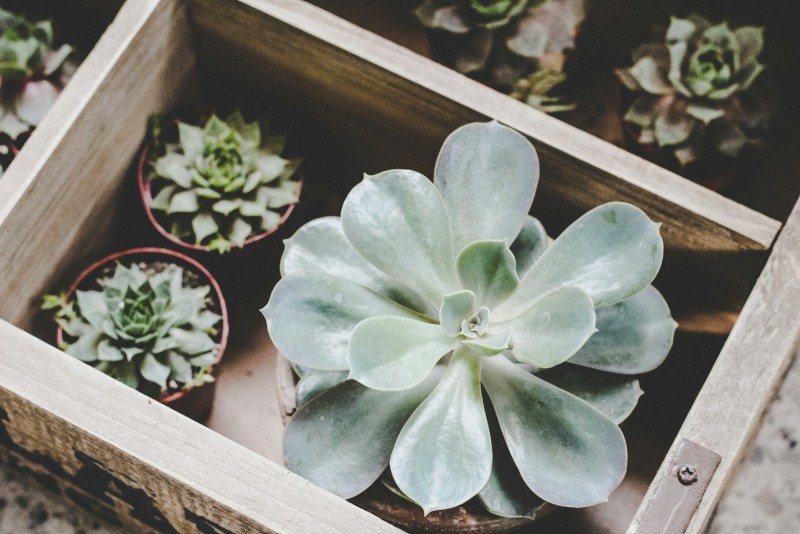 Planter i en kasse